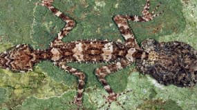 Ce gecko longiforme pourvu d'une queue plate et d'une paire d'yeux globuleux était encore inconnu des scientifiques avant ces recherches en Australie.