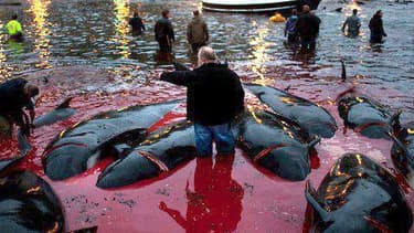 Aux îles Féroé, la chasse aux dauphins-globicéphales, le nom de cette espèce, fait partie des traditions culturelles.