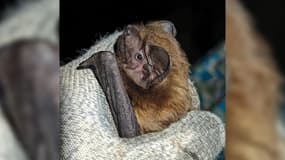 Photo de la "grande Noctule", plus grande chauve-souris d'Europe, découverte à Saint-Auban, dans les Alpes-Maritimes