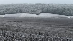 Un champ viticole champenois gelé. 