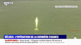Béluga piégé dans la Seine: le casse-tête des sauveteurs pour trouver une issue de sortie à l'animal, retenu dans une écluse de l'Eure