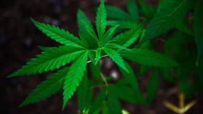 Plan de cannabis. (illustration)