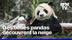 En Corée du sud, des bébés pandas découvrent la neige pour la première fois 