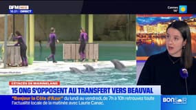 Plusieurs ONG dénoncent la création d'un « troisième delphinarium » à Beauval 