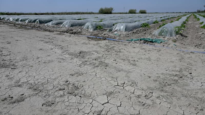 Un champ asséché dans le sud de la France le 19 mai 2022