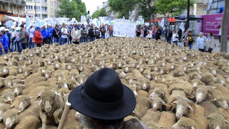 Des milliers d'éleveurs ont manifesté dimanche à Paris avec leurs animaux pour défendre leur profession, confrontée à des coûts élevés et des prix de vente qu'ils jugent trop faibles. La préfecture de police de Paris a estimé à 6.200 le nombre de manifest