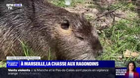 À Marseille, le parc Borély confronté à la prolifération des ragondins