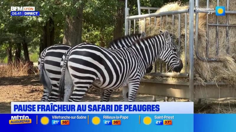 Idée sortie été : profitez d'une pause fraicheur au Safari de Peaugres avec l'exposition dinosaures