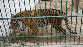 Un tigre au zoo de Hanoi, au Vietnam, le 23 mars 2007. (Photo d'illustration)