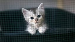 Un chaton -image d'illustration-