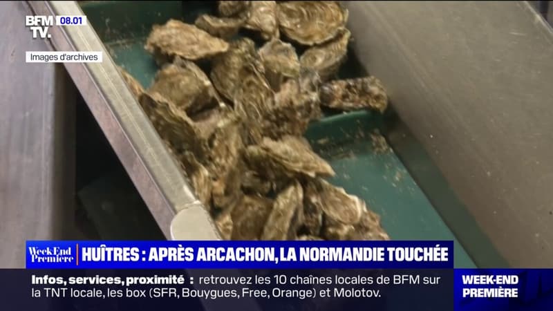 Interdiction de vente des huîtres: après Arcachon, la Normandie est aussi touchée