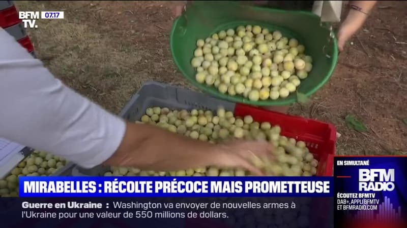 En Lorraine, la récolte des mirabelles s'annonce prometteuse, malgré les très fortes chaleurs
