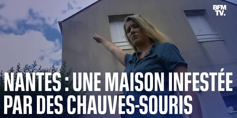 Une maison à Nantes infestée par des centaines de chauves-souris