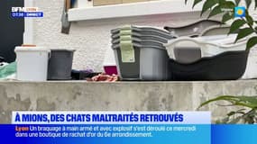 Cadavres d'animaux retrouvés à Mions: un homme interpellé
