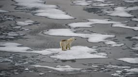 Un ours polaire sur la banquise (illustration)