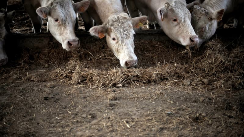 L'accord inclut notamment l'importations de viande bovine sud-américaine