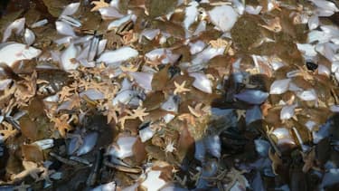 La pêche électrique qui présente l'avantage de ne pas trop racler le fond de la mer, ne laisse en revanche guère de chance à la ressource halieutique.