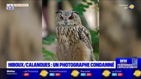 Calanques de Marseille: un photographe condamné pour avoir dérangé des hiboux grand-duc