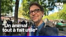  ROBIN DE BFM - Un élu souhaite réconcilier les Parisiens avec les rats 