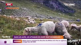 Dans les Alpes, les attaques de loups trop nombreuses?
