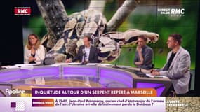 Pendant un temps, on a pensé qu'un boa se baladait dans un parc de Marseille
