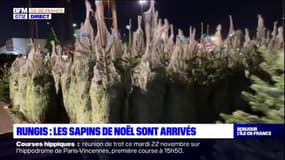 Île-de-France: les sapins de Noël sont arrivés au marché de Rungis