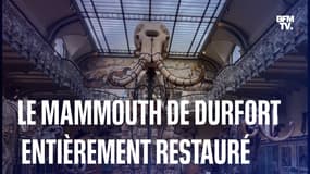 L'historique mammouth de Durfort entièrement restauré au Muséum national d'Histoire naturelle de Paris
