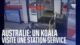 Un koala un peu trop curieux s’est introduit dans une station-service dans le sud de l'Australie