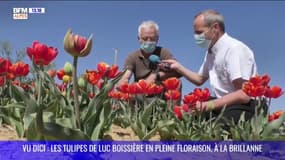 VU DICI : Le spectacle splendide des tulipes de La Brillane