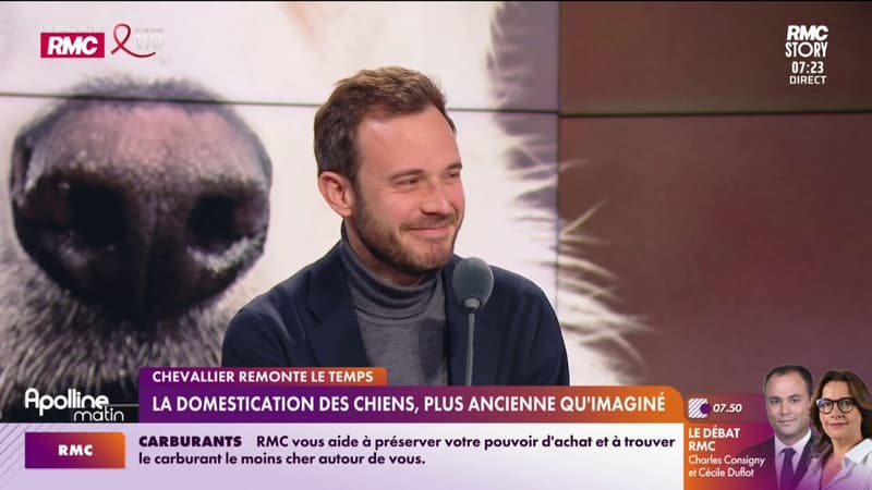 La domestication des chiens, plus ancienne qu'on imagine