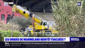 Antibes: le doute plane sur une possible évacuation des orques de Marineland vers le Japon