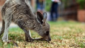 Un kangourou rescapé des incendies avec des bénévoles du groupe de sauvetage WIRES, près de Sydney, le 9 janvier 2020