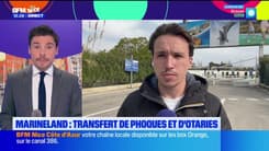 Marineland: interrogations autour de l'orque Wiki qui a pris 400 kg cet hiver