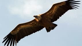 Huit vautours ont été retrouvés empoisonnés 
