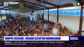 Normandie: la région placée en risque "levée" pour la grippe aviaire, les éleveurs inquiets