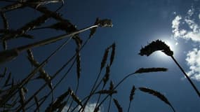 Une étude parue mardi affirme que l'Afrique pourrait facilement développer la culture du blé pour se nourrir et échapper aux fluctuations des prix et à l'instabilité politique. /Photo d'archives/REUTERS/David Mdzinarishvili