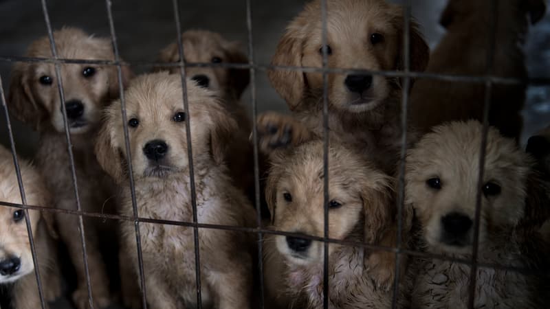 Des chiots (photo d'illustration)