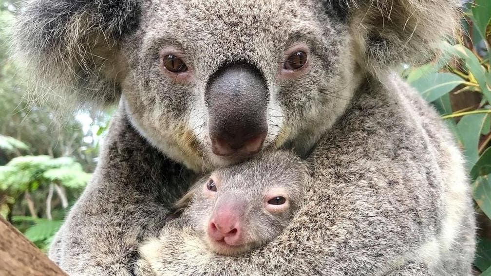 Australie Premiere Naissance D Un Bebe Koala Dans Un Parc Animalier Depuis Les Incendies