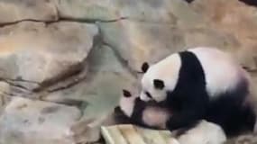 C’est l’heure de manger… voici comment le bébé panda du zoo de Beauval se fait appeler par sa mère