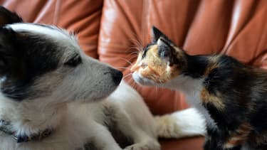 Les Français adorent dire que "les chiens ne font pas des chats". (illustration)
