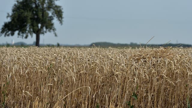 En France, les Safer, sociétés chargées de veiller à l'aménagement rural et foncier, disposent d'un droit de préemption lors de la cession d'une exploitation, afin de défendre et protéger l'agriculture familiale.