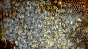 Des abeilles dans une ruche le 16 septembre 2009 (photo d'illustration).