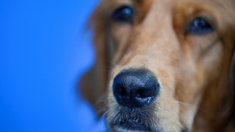 La mairie de Paris souhaite favoriser le lien et rompre l'isolement en permettant la présence d'animaux dans les Ehpad.