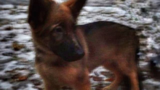 Le chien que la Russie va offrir à la France.