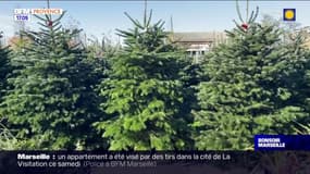 Eguilles: comment choisir son sapin de Noël?