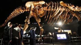 Une réplique de l'un des plus grands dinosaures jamais découverts est dévoilée au Musée américain d'histoire naturelle le 14 janvier 2016 à New York. Le dinosaure appartient à la famille des titanosaures et a été découvert par des paléontologues dans le désert de Patagonie en Argentine, en 2014. (Photo d'illustration)