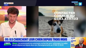 Hautes-Alpes: ils cherchent leur chien depuis trois mois 