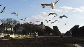 Des mouettes décollent du Jardin du Luxembourg, à Paris. 