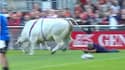 Un échauffement interrompu par un taureau lors d'un match de rugby à XIII.