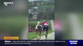 Ce cycliste parvient à maîtriser un cheval affolé qui s'est joint à une course en Belgique